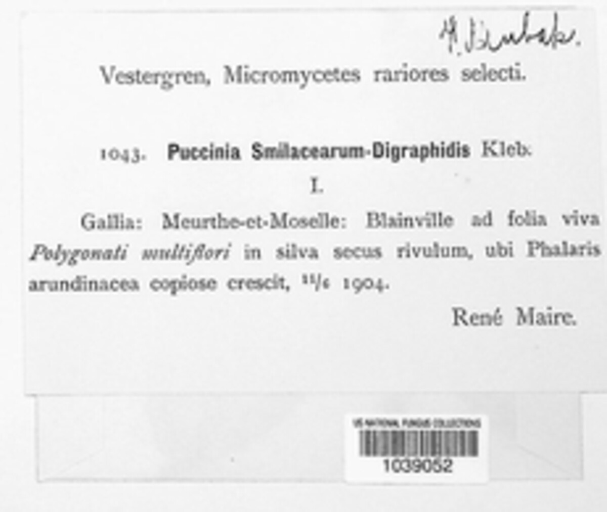 Puccinia smilacearum-digraphidis image